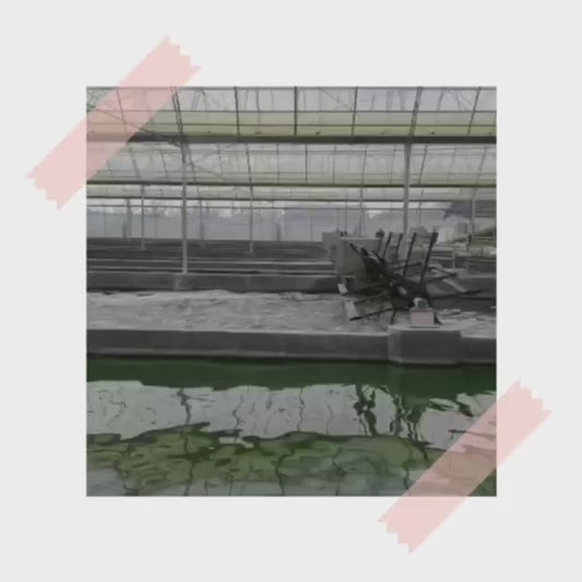 Organic Chlorella Powder (Broken-cell) - 5Kg Pack